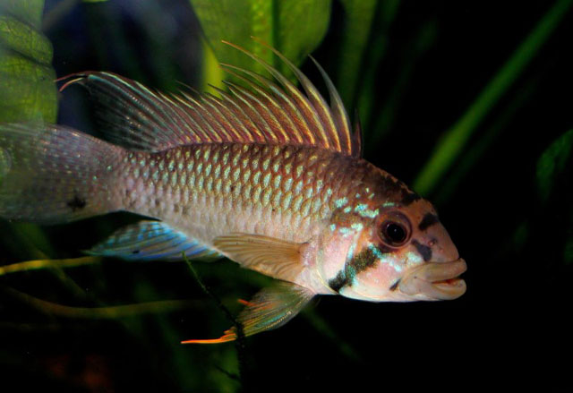 Apistogramma barlowi